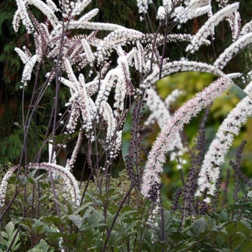 Cimicifuga ramosa 'Atropurpurea' - Haruline lursslill 'Atropurpurea' P9/0,55L